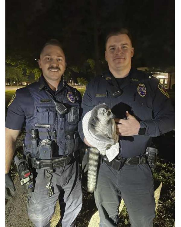 In this photo released by the Springfield Police Dept., two smiling police officers hold a lemur wrapped in a towel with its face, hands and tail poking out in Springfield, Mo., on Sept. 12, 2023. The lemur evaded police in the city before it was eventually captured that night. (Springfield Police Dept. via AP)
