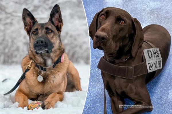 TSA的2024年犬类日历聚焦拉瓜迪亚机场的狗