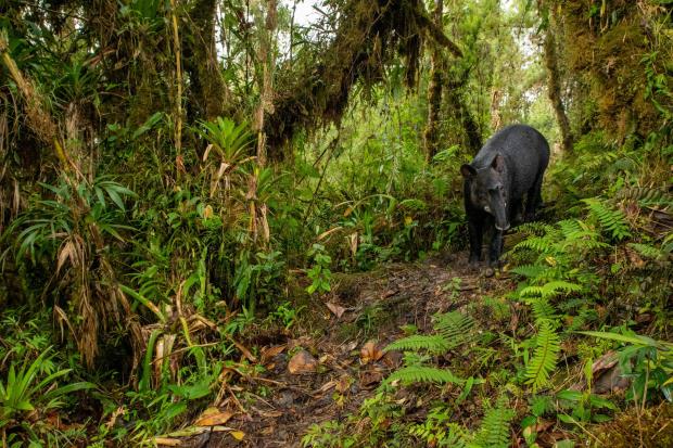 Mountain Tapir in Tapichalaca reserve. Photo credit: Nicolas Devos