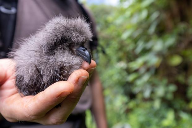 Petrel chick in the Galapagos. Photo credit: James Muchmore