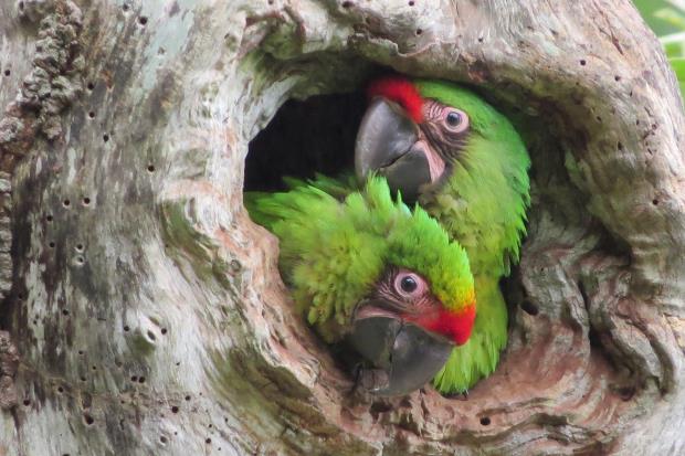 Great Green Macaw in Las Balsas reserve. Photo credit: Jose? Leo?n