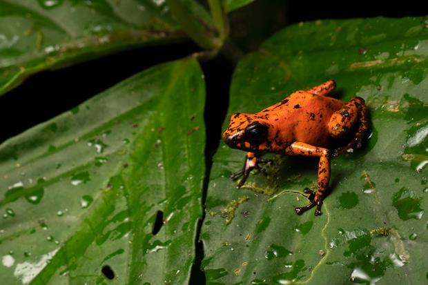 Oophaga sylvatica in Canande? reserve. Photo credit: Alex Wiles