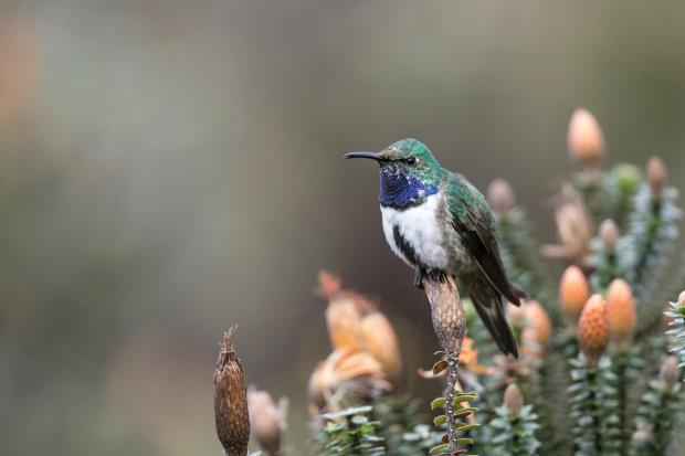 Blue Throated Hillstar in Cerro de Arcos reserve. Photo credit: James Muchmore