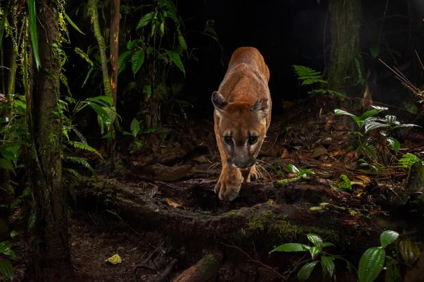 Puma in Canandé Reserve. Photo credit: Javier-Aznar