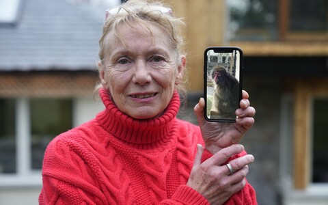 观看：猕猴Kingussie Kong的高地逃亡以约克郡布丁和失踪的朋友结束