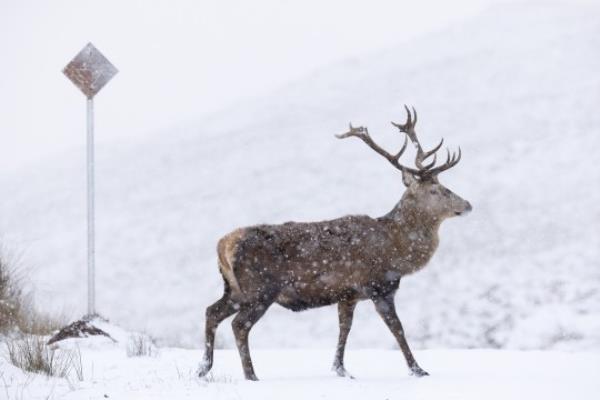 Snow