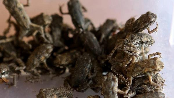 在潮湿的天气条件下，成千上万的小甘蔗蟾蜍渗透到黄金海岸