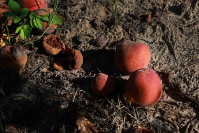 Peaches in the ground at Pearson Farm in Fort Valley, Georgia. Many Georgia farmers lost their entire crop this year.