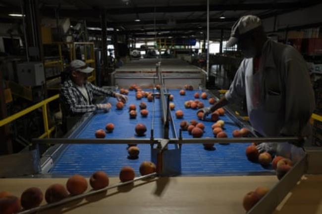 Workers at the Pearson Farm packing house.