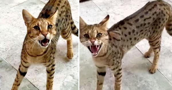 亿万富翁街的大猫“住在空荡荡的豪宅里，吃宠物”