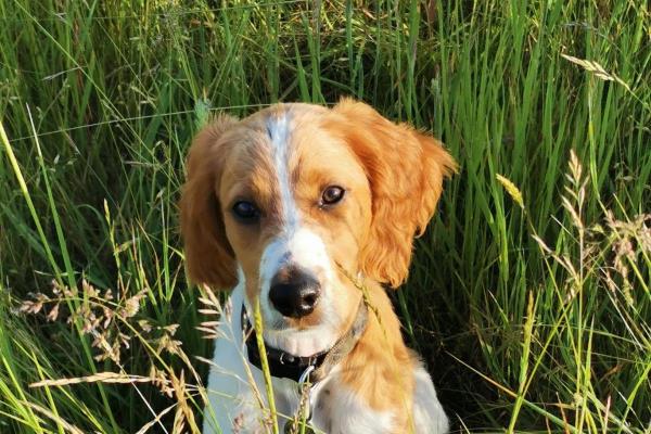 英国的狗主人在致命的细小病毒爆发时发出警告