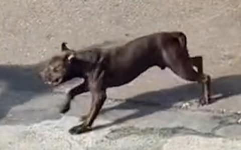 The violent breed is set to be banned in Britain, after Suella Braverman, the Home Secretary, backed calls to outlaw the bulldogs