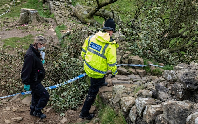 男子在梧桐树沟伐木调查中被捕后，警方搜查了农场