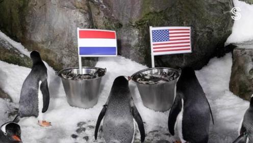 国际足联女足世界杯：企鹅选出美国vs荷兰的胜者