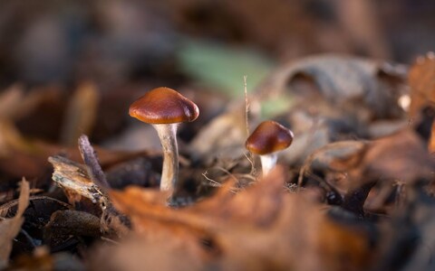 NHS has warned that mushrooms could trigger psychotic episodes