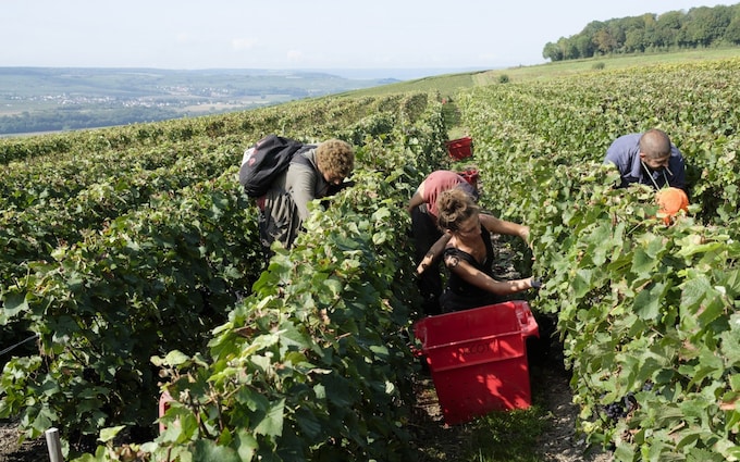 极端天气使法国再次成为世界领先的葡萄酒生产国，而意大利的收成却不佳