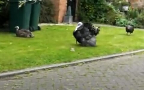 Ms Obcarskas kept the three birds in the front garden of her townhouse 