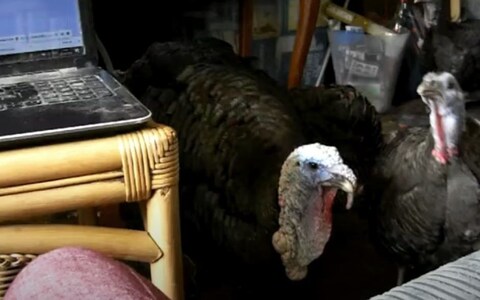 Neighbours called in police after complaints a<em></em>bout the smell and loud gobbling noises made by the turkeys