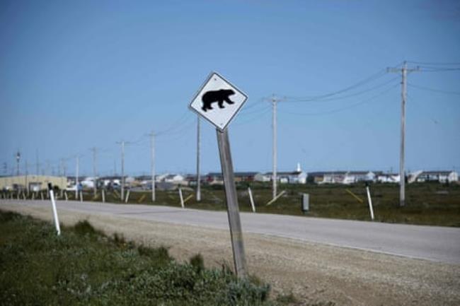 A road sign with an image of a polar bear.