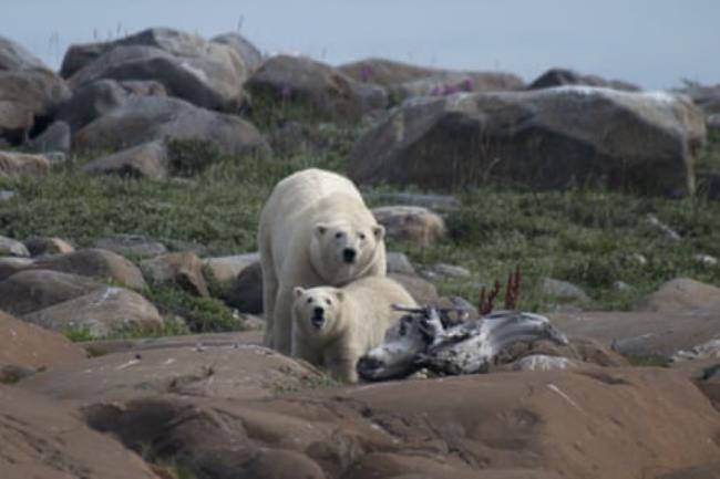 A large mother polar bear with cub 