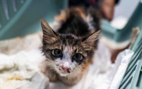 A Cypriot cat waits while a veterinarian tests its blood for feline infectious perito<em></em>nitis (FIP)