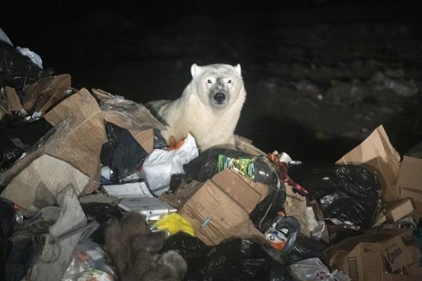 人类正在摧毁他们唯一的家园加拿大可以通过关闭油砂来帮助拯救它