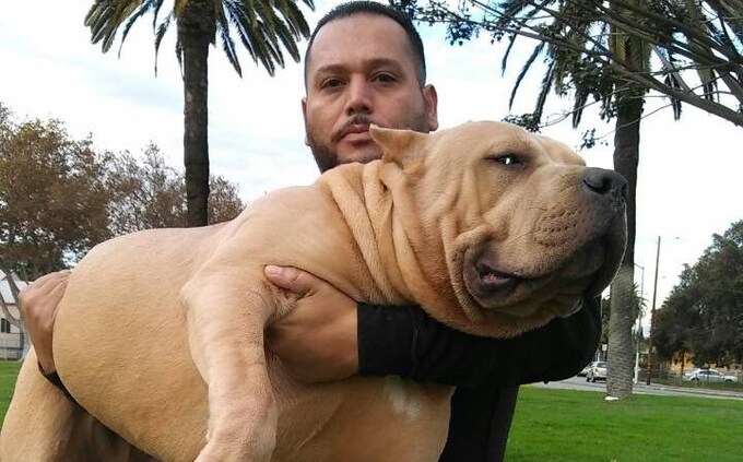 英国一半的大号霸凌犬都是一只名叫“杀手金博”的宠物的后代