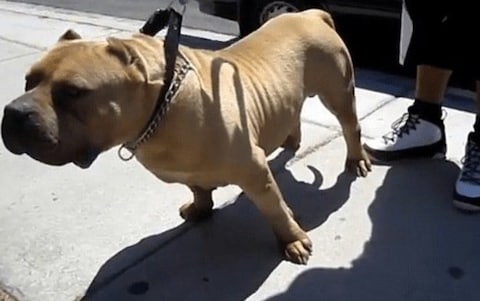 The size and strength of 'Killer Kimbo' has given the dog legendary status in the XL bully community