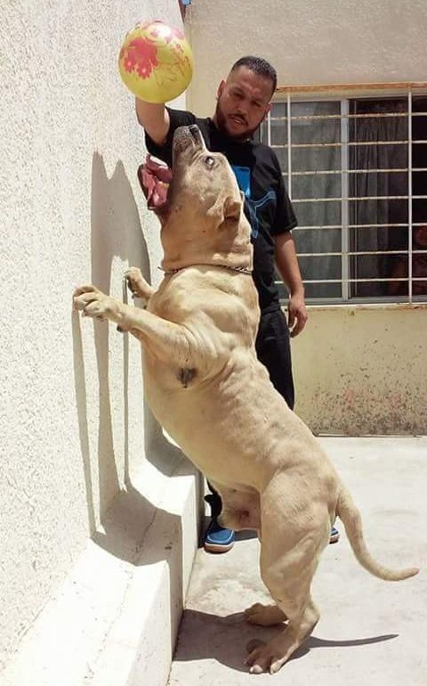 Researchers say that dogs related to 'Killer Kimbo' are respo<em></em>nsible for at least 10 violent incidents worldwide