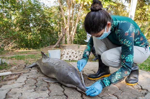 A young dolphin found dead in Lake Tefé