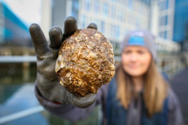 本地牡蛎项目旨在促进贝尔法斯特湖的生物多样性和经济