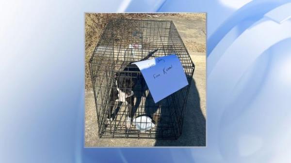 A dog was found abando<em></em>ned in Johnston County and rescued after a Facebook post went viral.