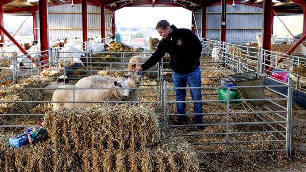 ‘Britain’s lo<em></em>neliest sheep’ Fiona. Pic: Dalscone Farm Fun