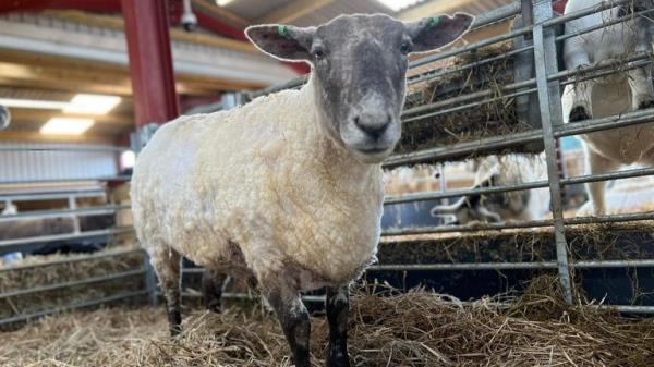 Fiona is now in the care of Dalscone Farm Fun in Dumfries. Pic: Dalscone Farm Fun