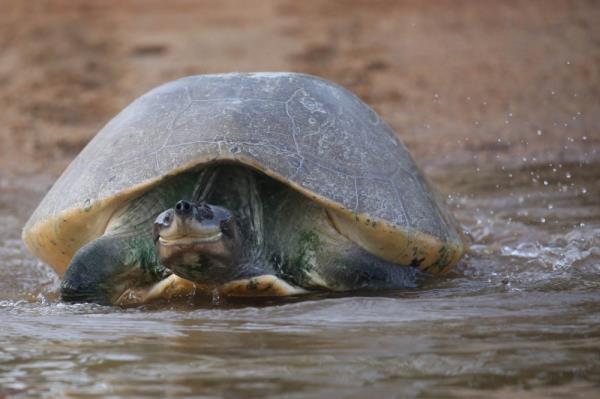 A smiling adult river terrapin, also known as tuntung sungai, at the Kemaman River, Terengganu. — Picture courtesy of Vera Nieuwenhuis