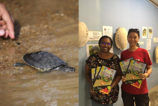 A river terrapin hatchling being released into the river (left) and Shepherd and Chen at the TCS Terrapin Co<em></em>nservation Centre in Kemaman, Terengganu, —  Pictures courtesy of Vera Nieuwenhius and TCS