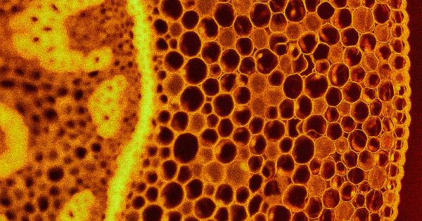 科学家用人类细胞制造生物机器人
