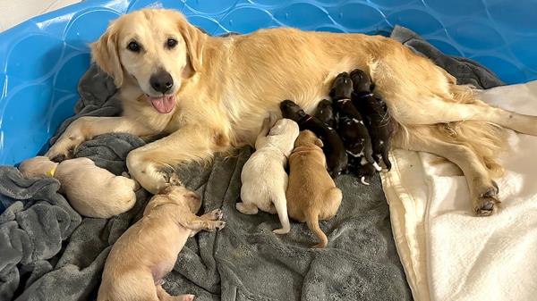 金毛猎犬帮助抚养非洲彩绘狗的幼崽，因为它们的妈妈不愿意照顾它们