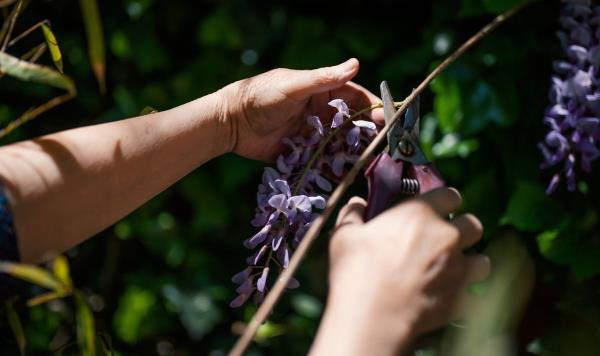 为了明年春天“茁壮成长”，花园植物应该在12月修剪