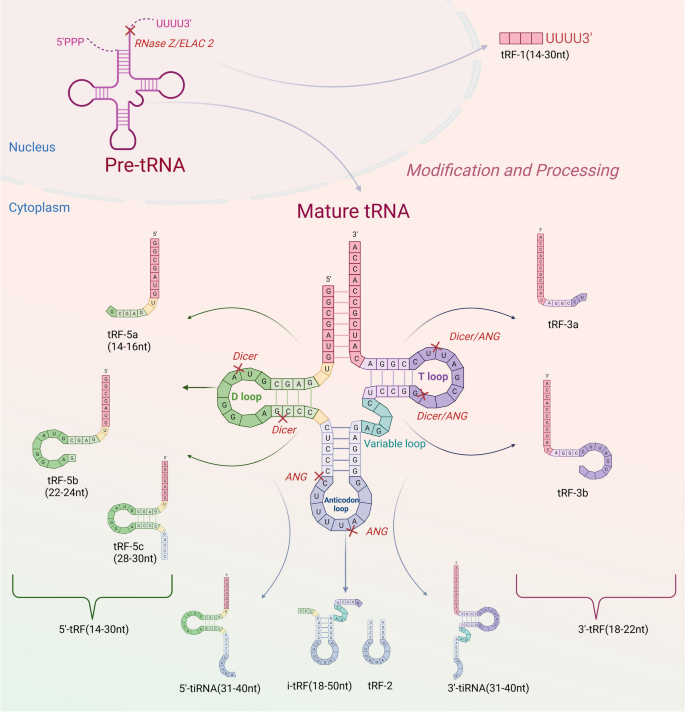 tsRNAs在消化系统生物学和病理学中的生物学功能及临床应用前景