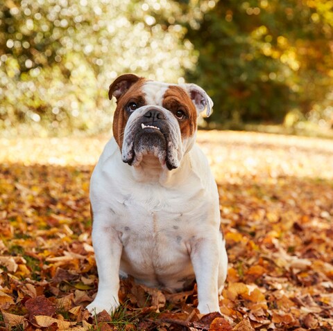 There are serious health issues l<em></em>inked to British bulldogs