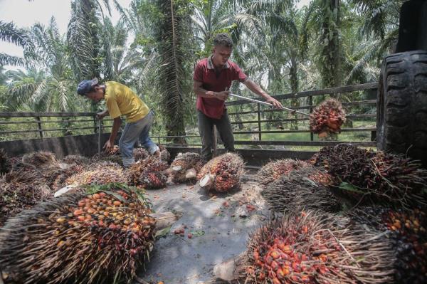 CPOPC: EUDR task force work with Malaysia, Indo<em></em>nesia to establish dedicated teams, timeline for implementation