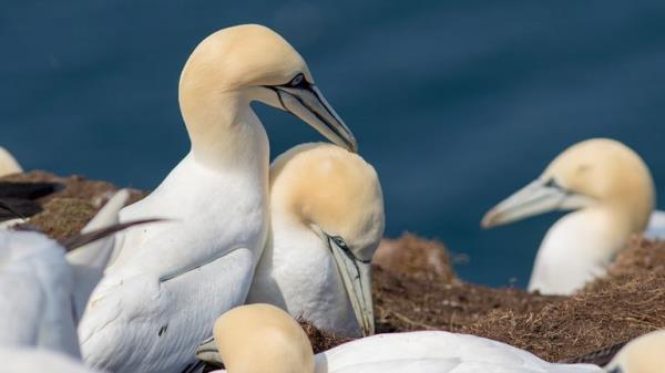 Gannets. File pic: iStock