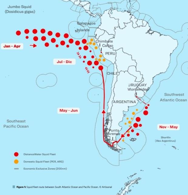 Map shows the movement of Asian-flagged squid-fishing fleets near South America, which has been co<em></em>nsistent each year since 2017, according to Artisonal, a fisheries co<em></em>nsultancy ba<em></em>sed in Peru. Larger circles indicate more vessels and likely fishing activity. Much of the fishing to the west of South America falls within SPRFMO's regulatory area. At the recent SPRFMO meeting, delegates agreed to increase observer coverage on squid-fishing vessels to cover 10% of fishing days. In a separate measure, they instituted minimum labor protections on fishing vessels, following recent revelations a<em></em>bout labor and human rights abuses on squid-fishing vessels near South America. Image courtesy of Artisonal. 