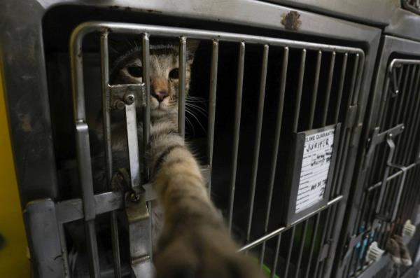 韩国因杀害76只猫被判处14个月监禁