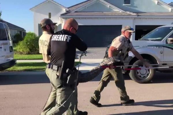 Alligator inside woman's kitchen
