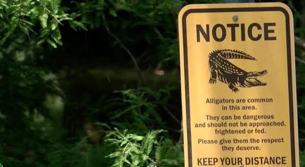 alligator warning sign