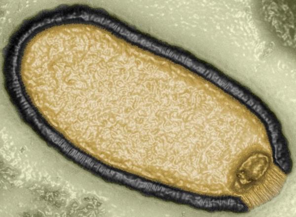 A large, dark organism, resembling a small bacterial cell, discovered in melted permafrost off the coast of Chile.