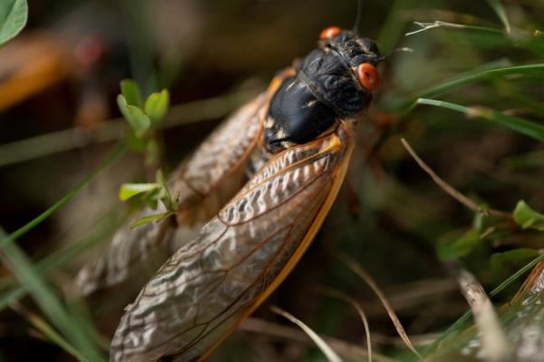 In the United States, there are two periodical broods of cicadas that stay underground for either 13 years or 17 years.</p>

<p>　　