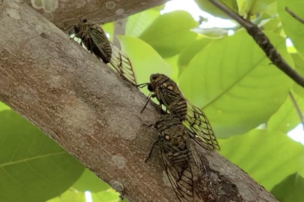 Cicadas are not harmful to humans, pets, household gardens, or crops, the Enviro<em></em>nmental Protection Agency says. 